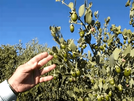 فوائد نبات الجوجوبا الذهب الأخضر - Jojoba tree 2
