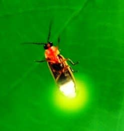 بالصور : كائنات حية مضيئة 6