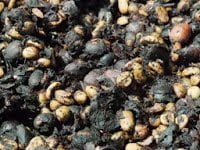 بالفيديو : أغلي قهوة في العالم تستخرج بقسوه من مخلفات الحيوانات ! 16