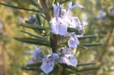 استنشاق زيت اكليل الجبل ( الروزماري ) يقوي الذاكرة بنسبة 75% 14