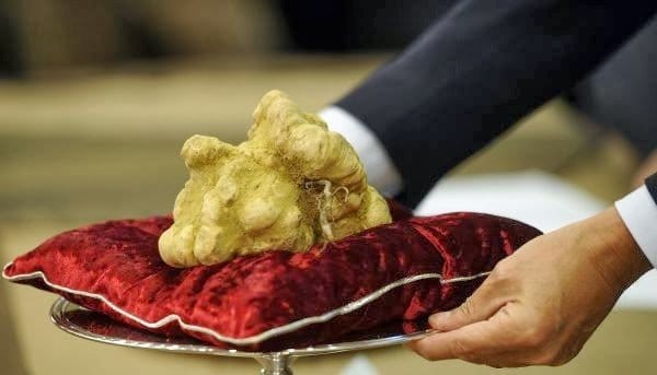 فوائد فطر الفقع ( الكمأة ) أغلى أنواع الفطر في العالم 6