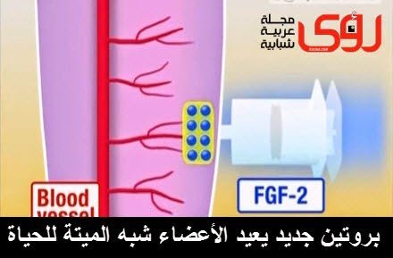 بروتين جديد لتجديد الخلايا يصلح الأسنان و يعالج الأعضاء التالفة بدلاً من بترها ! 10