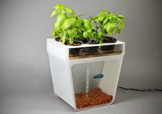 ماذا تعرف عن الأكوابونيك ؟ 2