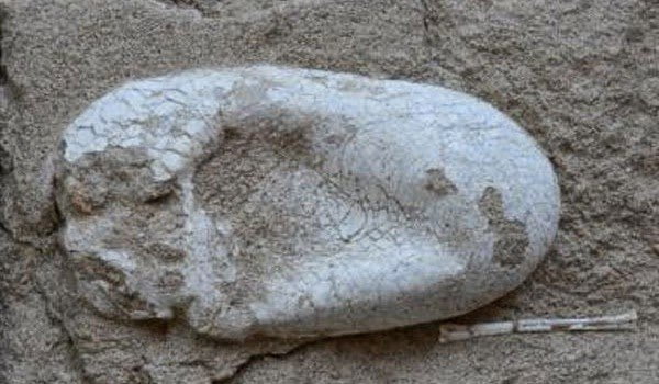 علماء صينيون يعثرون علي بيضة ديناصور عمرها 120 مليون سنه ! 12