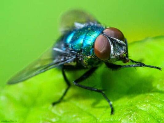 الذباب الأزرق : ما قصة هذا الذباب و لماذا يضرب به المثل ؟ 6