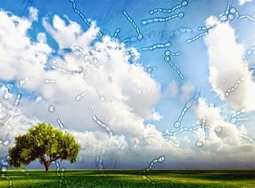 ذبابة العين ( عوامات العين ) ومتى تصبح خطيرة؟ 6