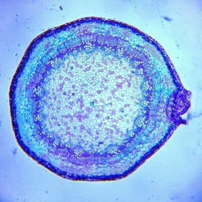 تعلم طريقة تحويل هاتفك الجوال إلى ميكروسكوب باستخدام قلم ليزر ؟ 46