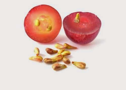 فوائد بذور العنب : بذور العنب تتفوق على العلاج الكيميائي للسرطان ! 10