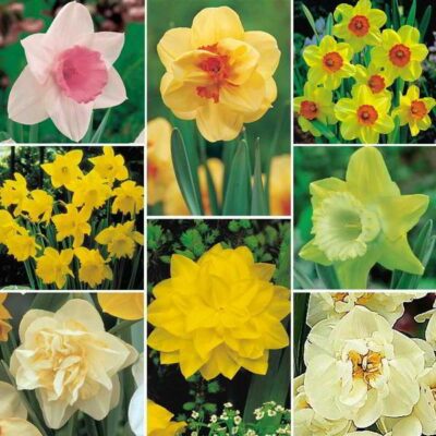 أحصل على أزهارك المفضلة مجاناً 20