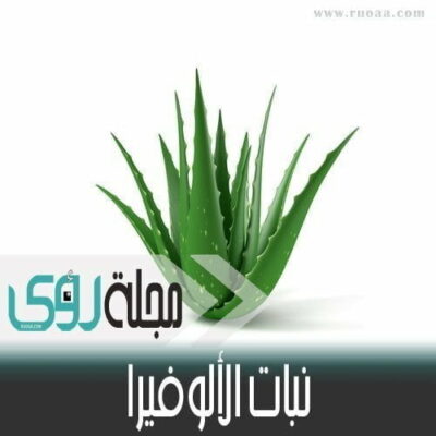 فوائد ومخاطر نبات صبار الألوفيرا ( Aloe Vera ) 2