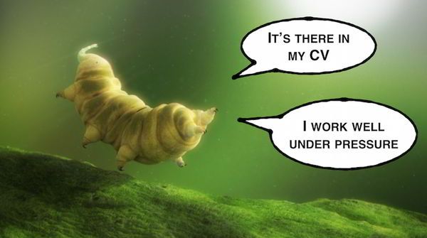 دب الماء أقوى وأغرب حيوان على وجه الأرض!