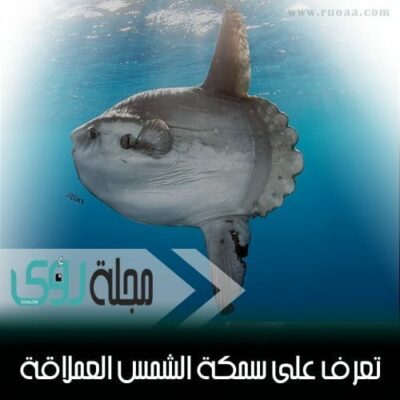 معلومات عن سمكة شمس المحيط أو المولا مولا الفريدة 14