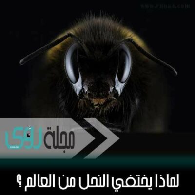 لماذا يختفي النحل من العالم ؟ 1