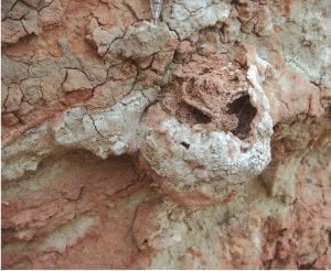 هل النمل الابيض أول مزارعي العالم؟ 26