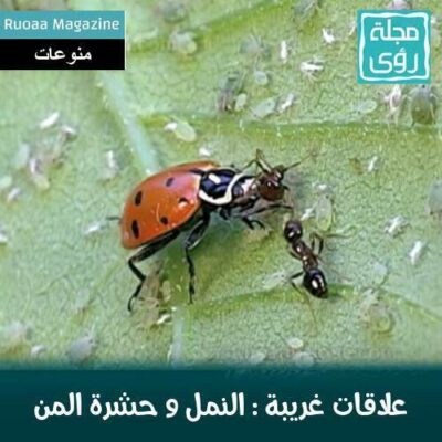 بالصور و الفيديو : سر العلاقة الغريبة بين النمل و حشرة المن 14