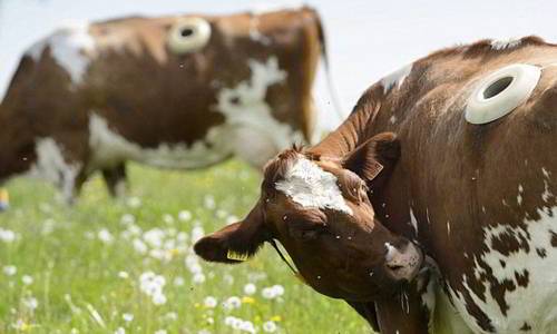 لماذا يصنع مزارعون غربيون فتحاتٍ دائمة في بطون أبقارهم ؟ 26