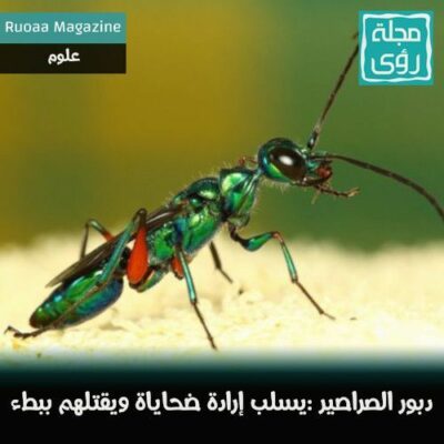 دبور الصراصير : مهارة جراح وقسوة سفاح ! 8