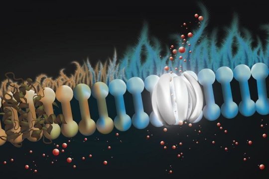 دواء للفطريات يظهر نجاحاً في علاج التليف الكيسي الرئوي