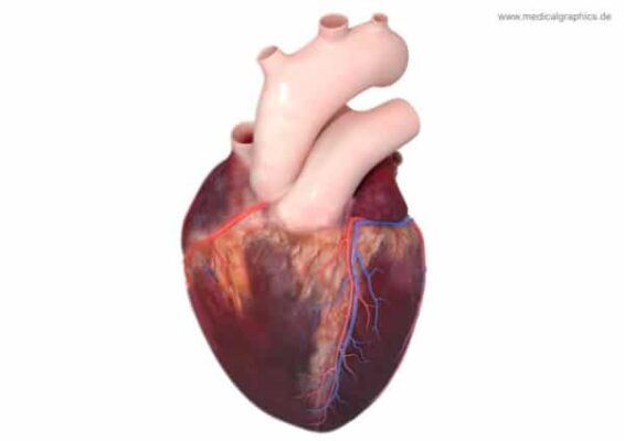 لأول مرة العلماء يكتشفون خلايا جديدة تعيد ترميم القلب 3
