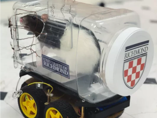 فيديو: نجاح تجربة تدريب الجرذان على قيادة سيارة صغيرة ! 2