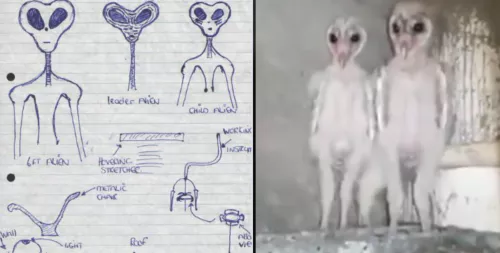 فيديو : مخلوقات غير فضائية ! 4