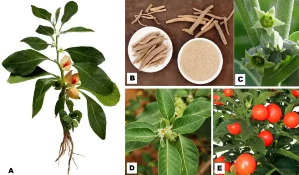 فوائد وأضرار عشبة الاشواجندا 7