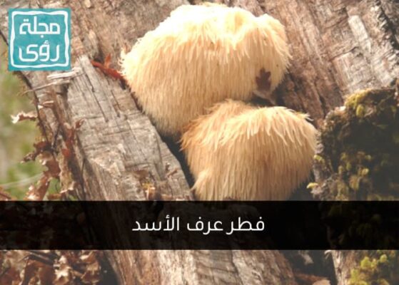 فوائد فطر عرف الأسد