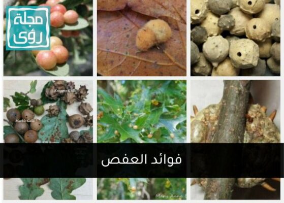 ما هو العفص وما فوائده وكيف يستخدم ؟