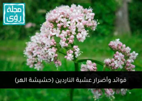 فوائد وأضرار عشبة الناردين (حشيشة الهر) 4